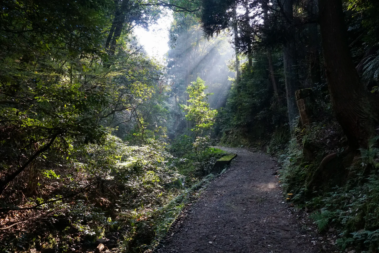 Wooded path with sunlight filtering through the trees on Mount Inari