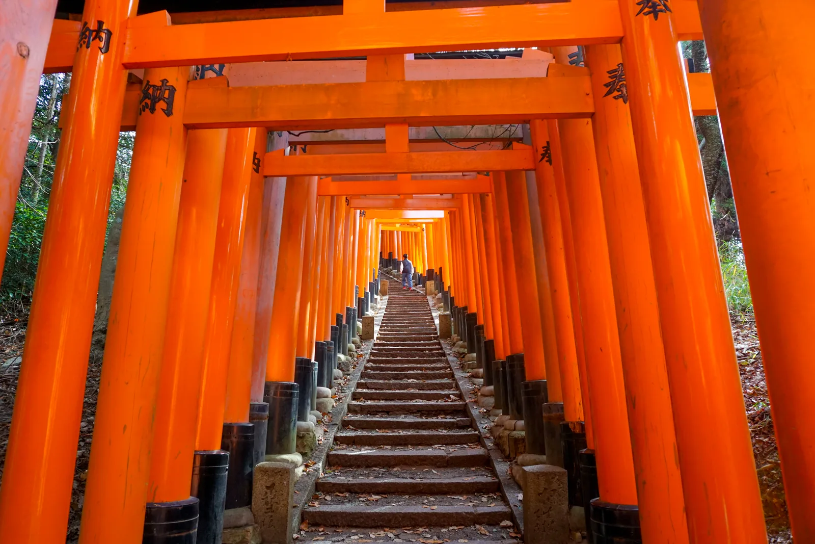 Torii-lined steps on the upper route of Mount Inari