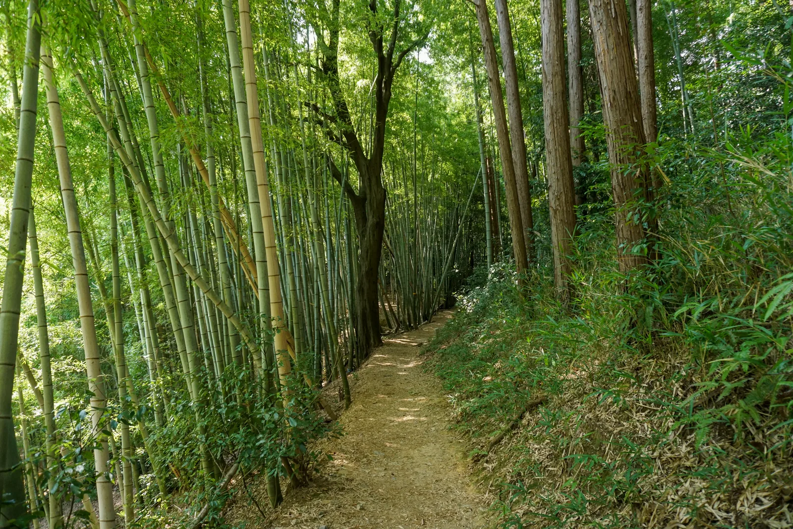 Bamboo-lined descent from Mount Inari