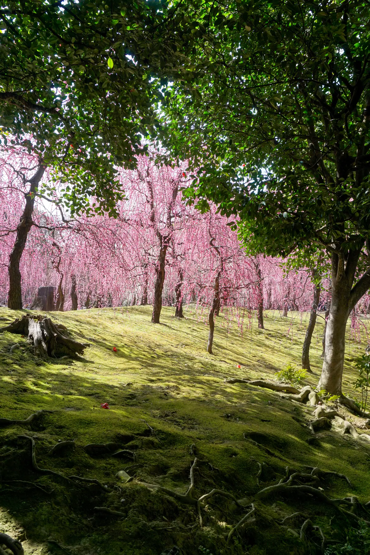 Kyoto temple garden landscape