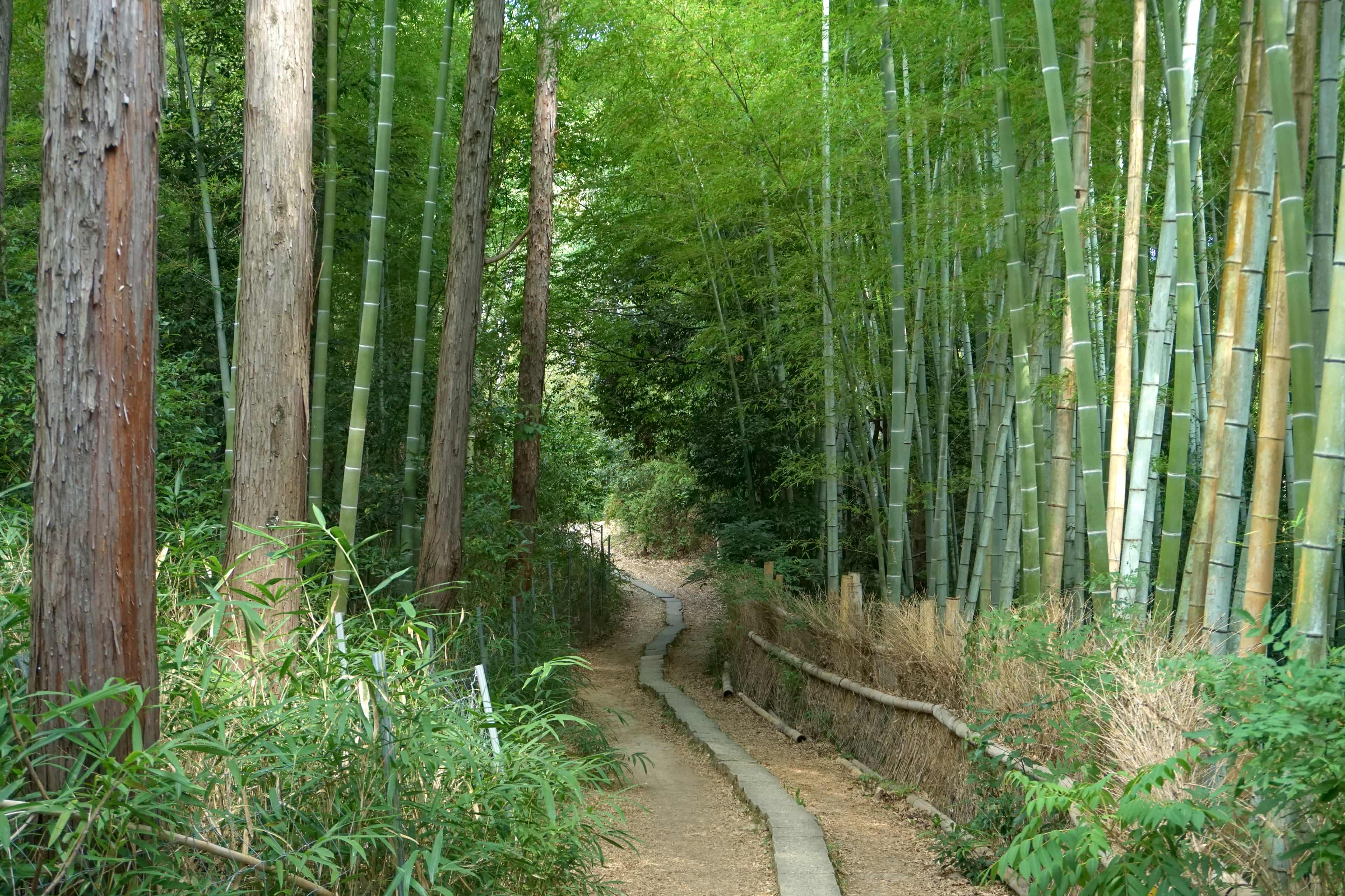 Fushimi Inari Taisha Hike photo 9