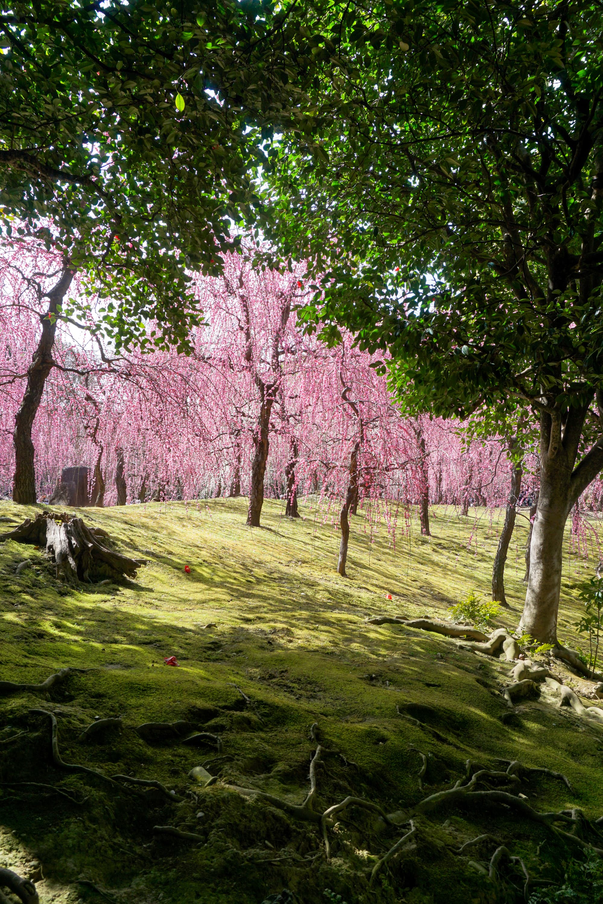Kyoto cultural experience