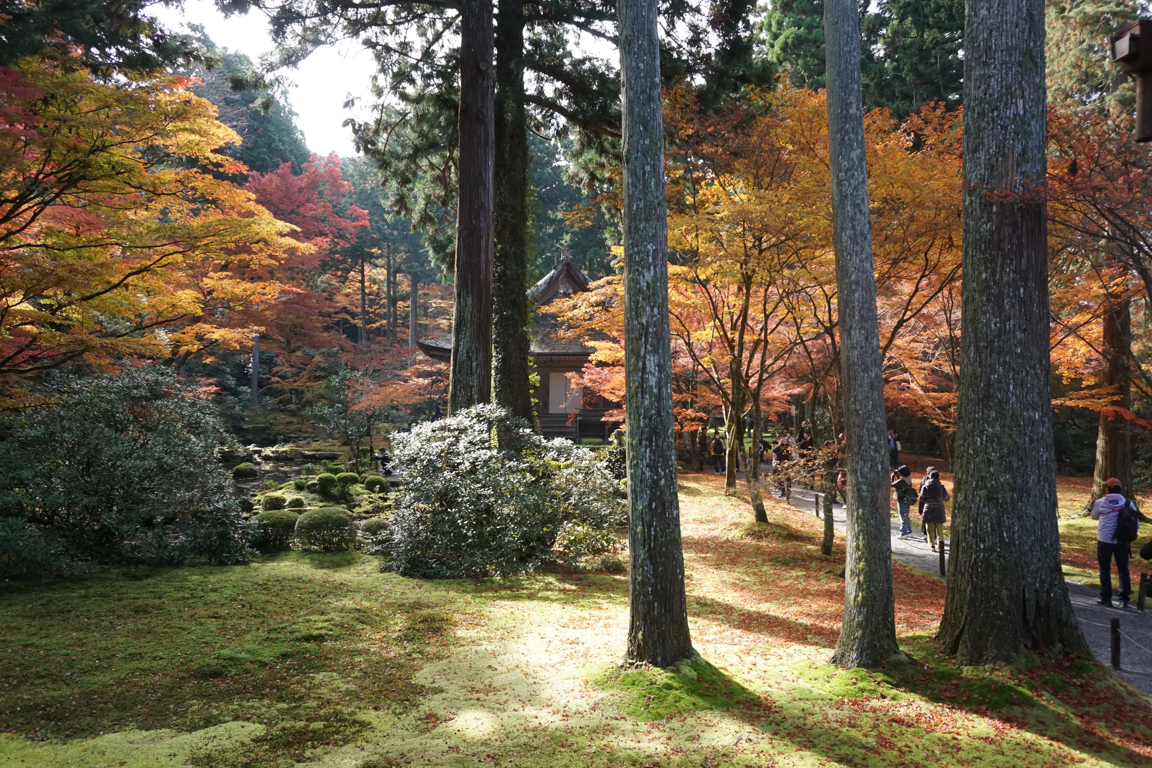 Kyoto cultural experience