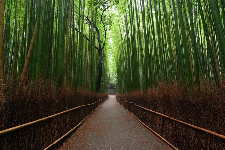 Tenryu-ji & Arashiyama Bamboo Grove Walk