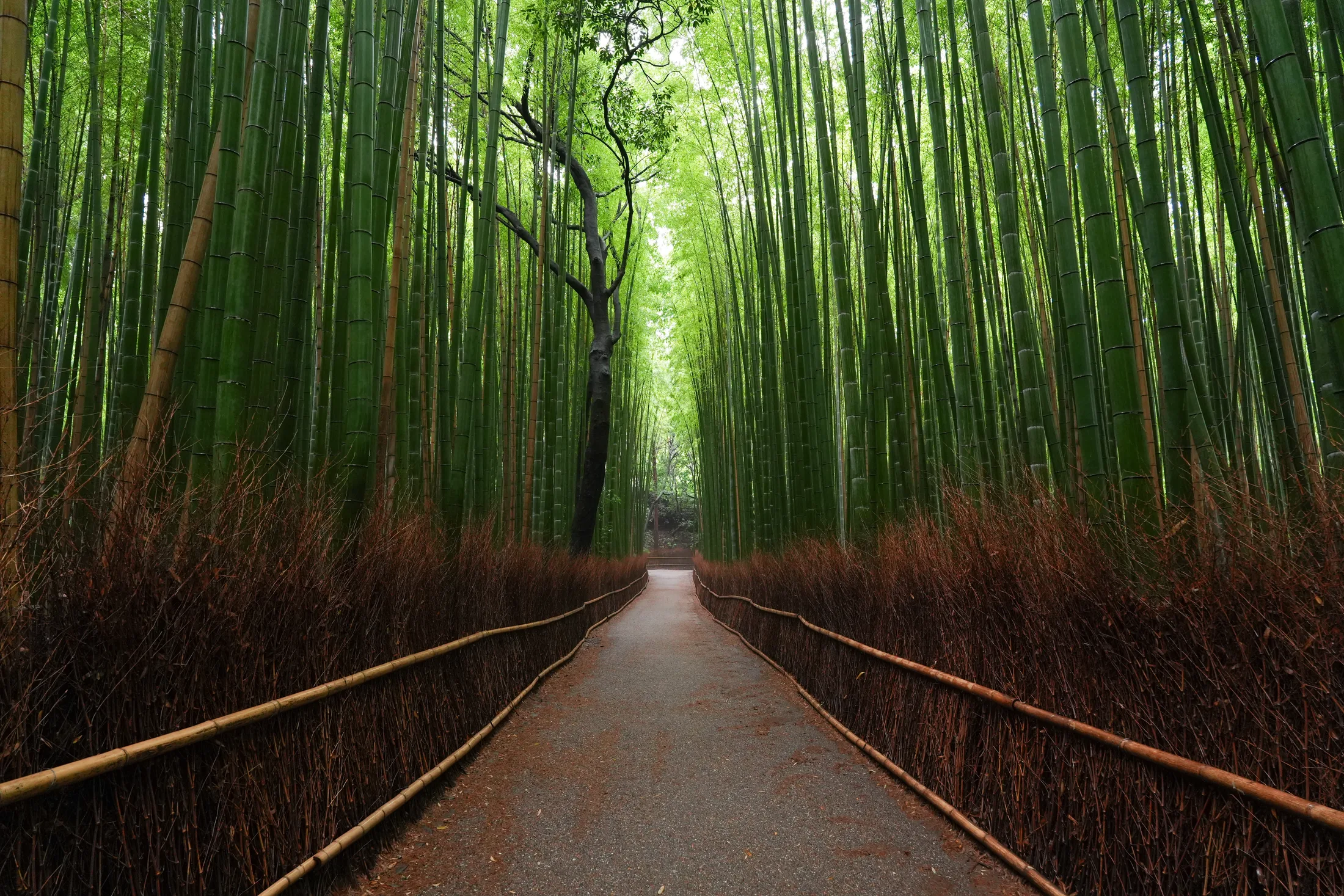 Tenryu-ji & Arashiyama Bamboo Grove Walk