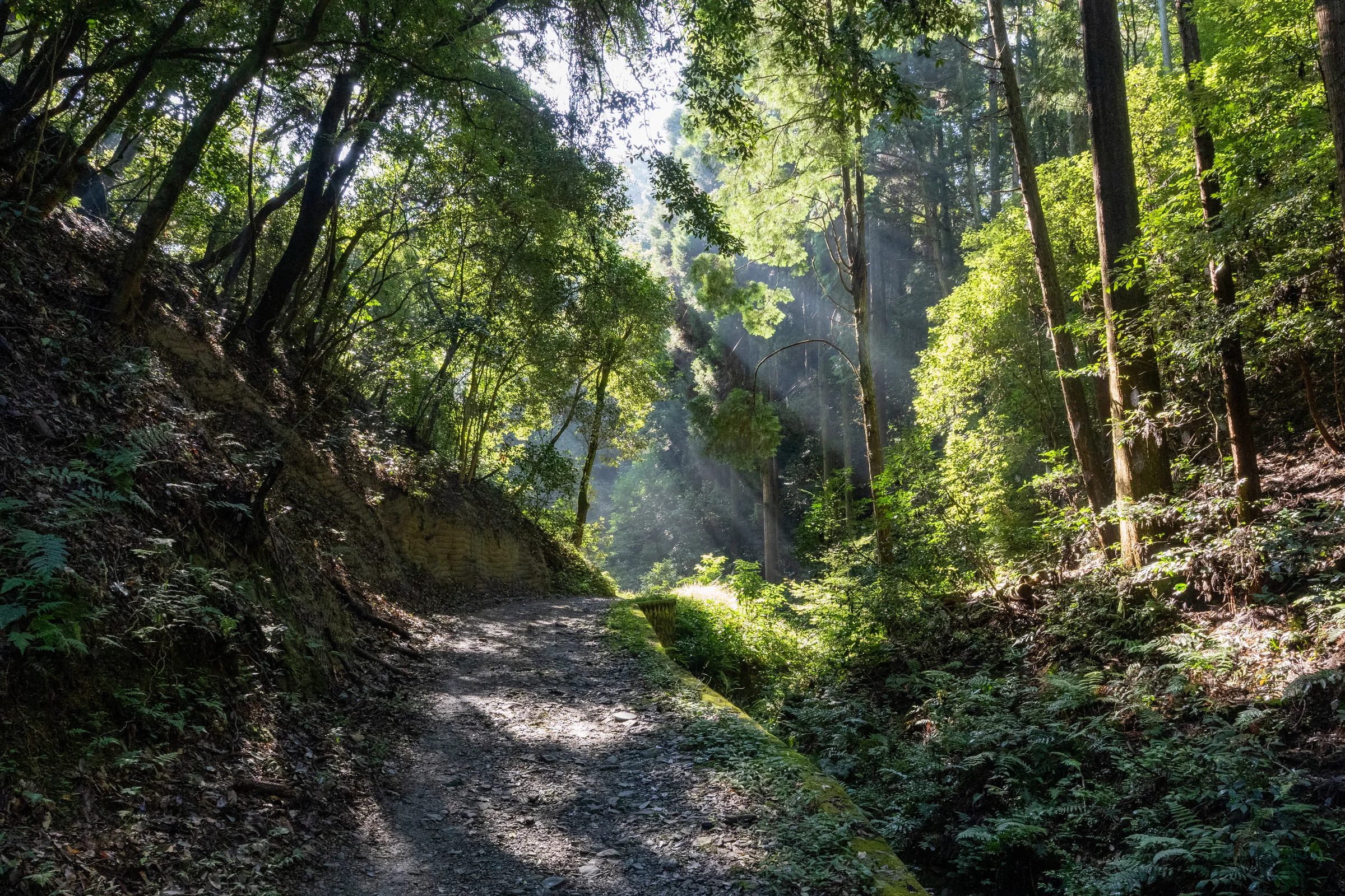 Wooded path with sunlight filtering through the trees on Mount Inari