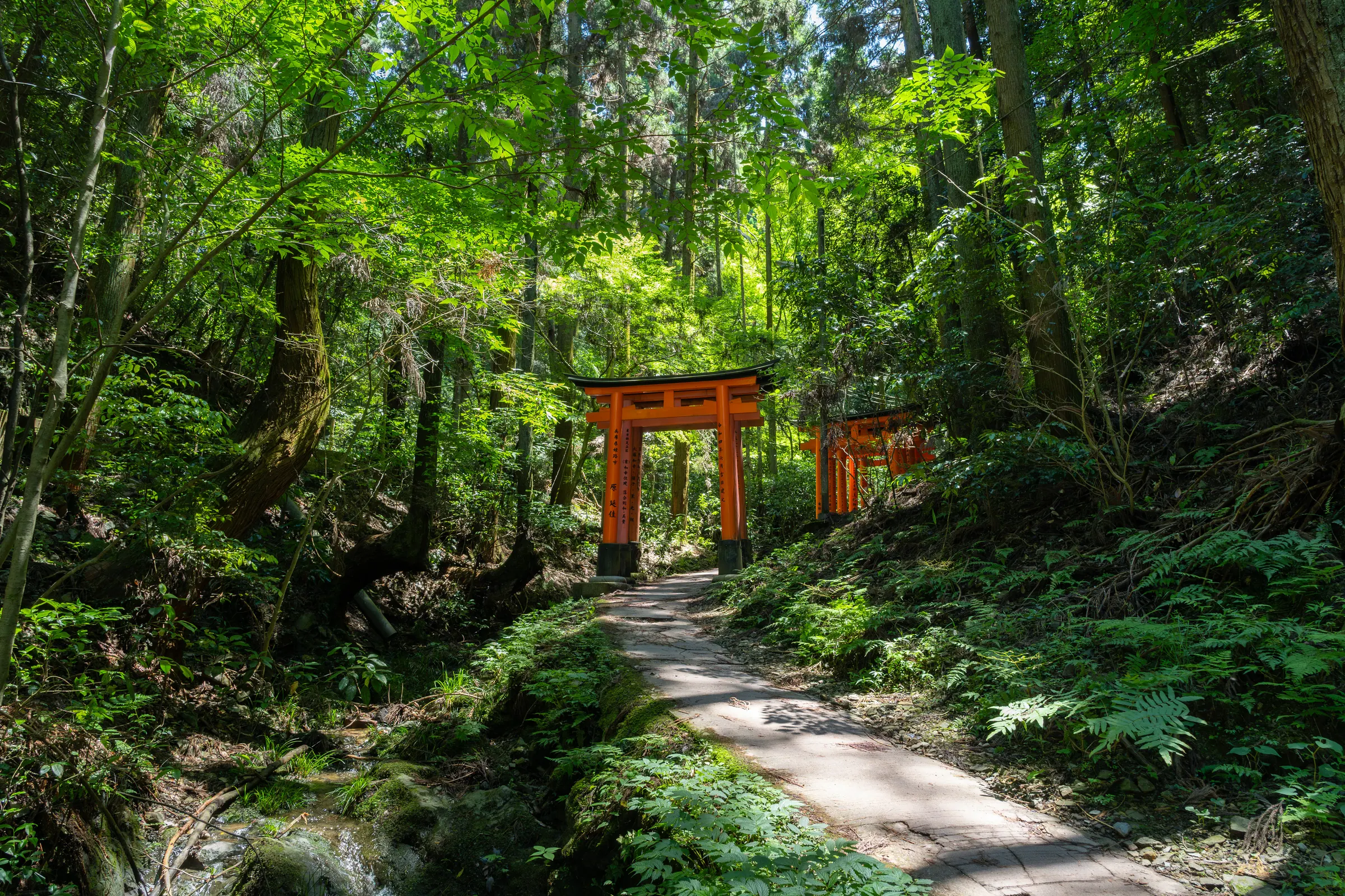 Quiet torii path on Mount Inari during the Fushimi Inari private hike