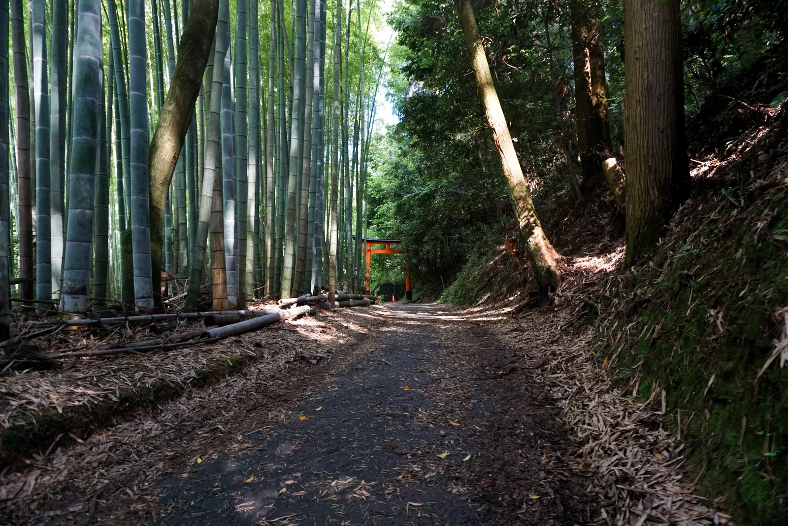 Bamboo-lined mountain path with a torii in the distance