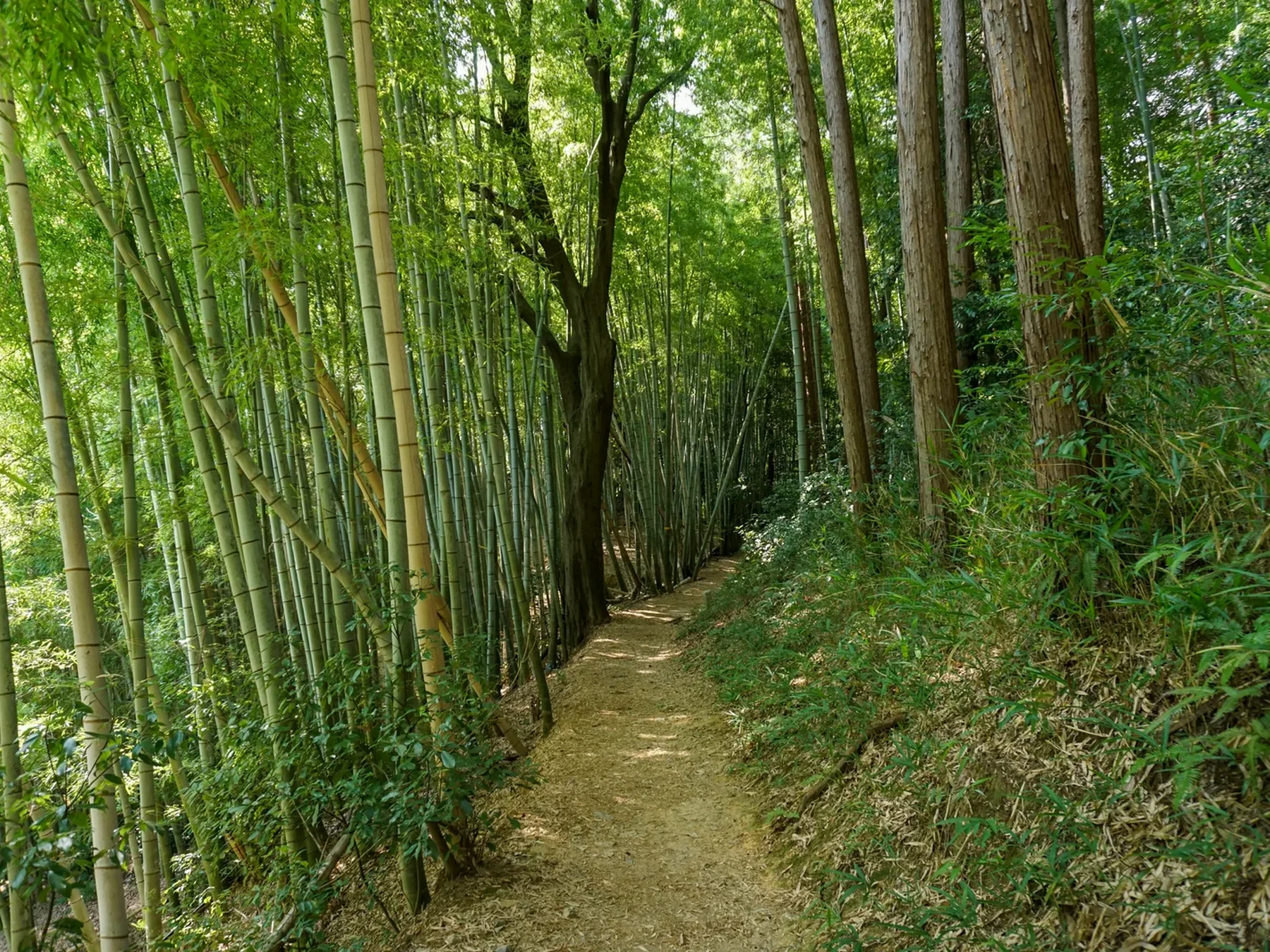 Bamboo-lined descent from Mount Inari