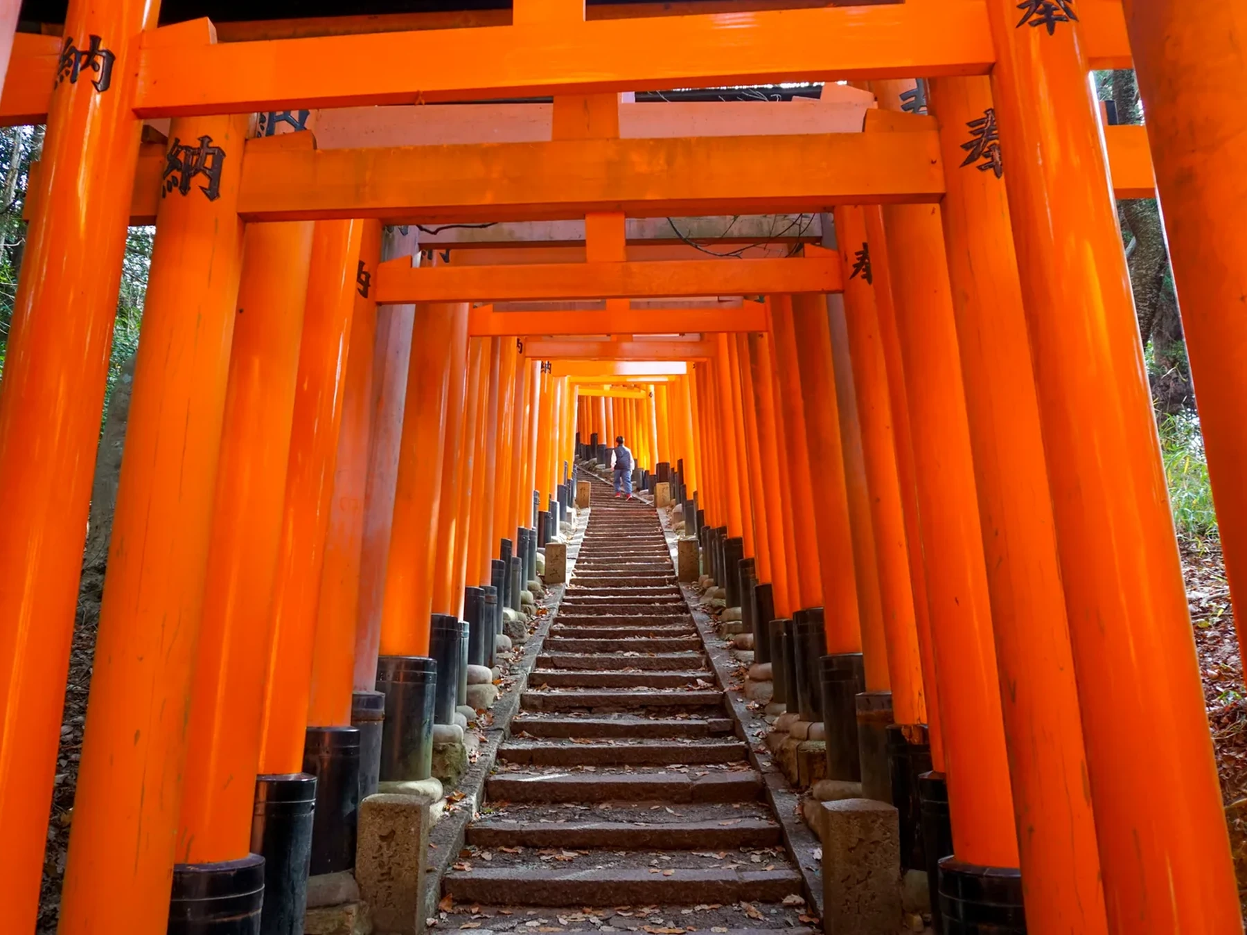 Torii-lined steps on the upper route of Mount Inari