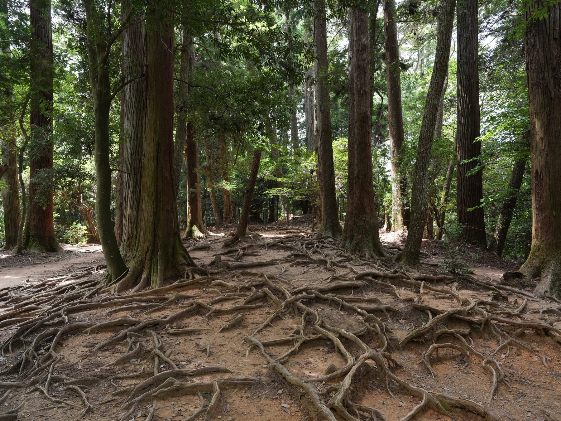 Exposed tree roots crossing a forest path on Mount Kurama.